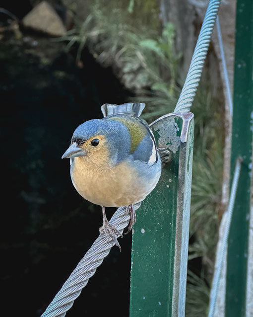 madeira bird