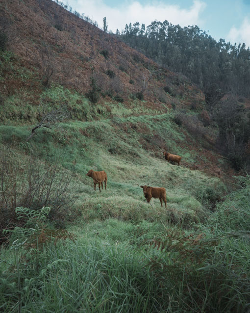 ponta pargo cow