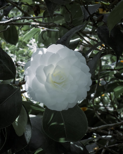 madeira flower