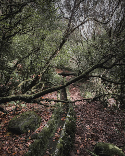 ribeiro frio forest